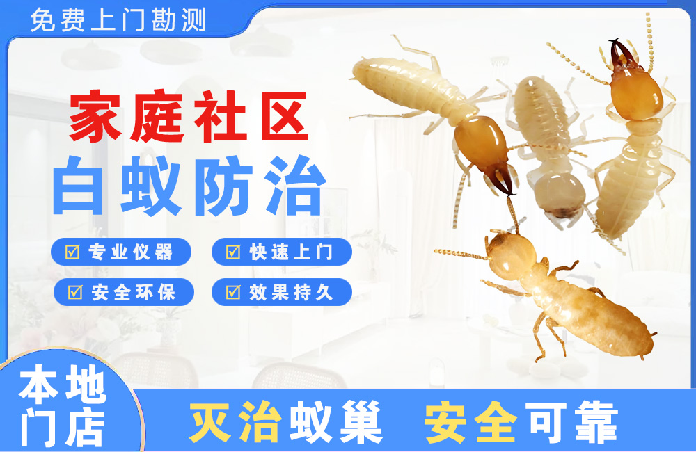 惠东家庭社区白蚁防治