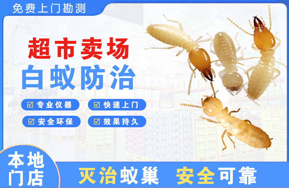 惠东超市卖场白蚁防治