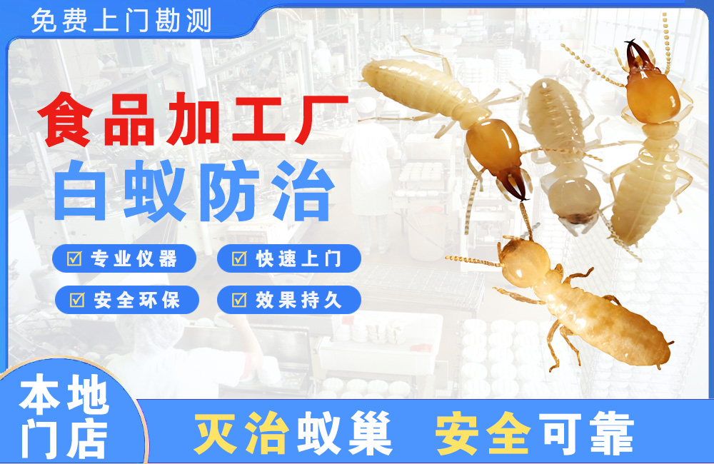 惠东食品加工厂白蚁防治