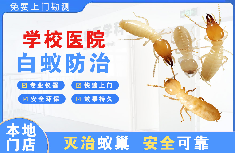 惠东学校医院白蚁防治
