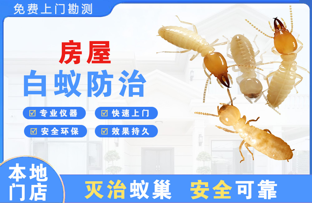 惠东房屋白蚁防治