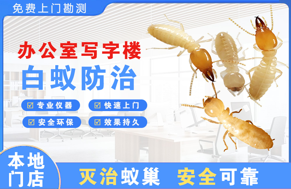惠东办公室写字楼白蚁防治